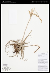 Tillandsia streptocarpa