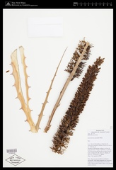 Encholirium spectabile