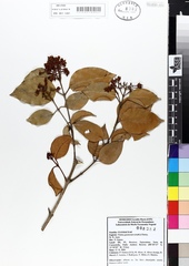 Vismia guianensis