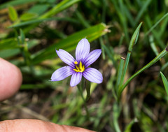 Sisyrinchium scabrum