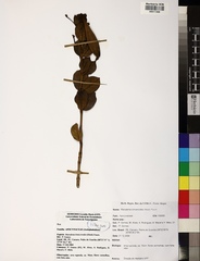 Ruehssia loniceroides