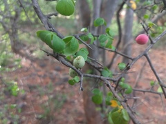 Commiphora berryi