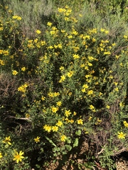 Osteospermum spinosum