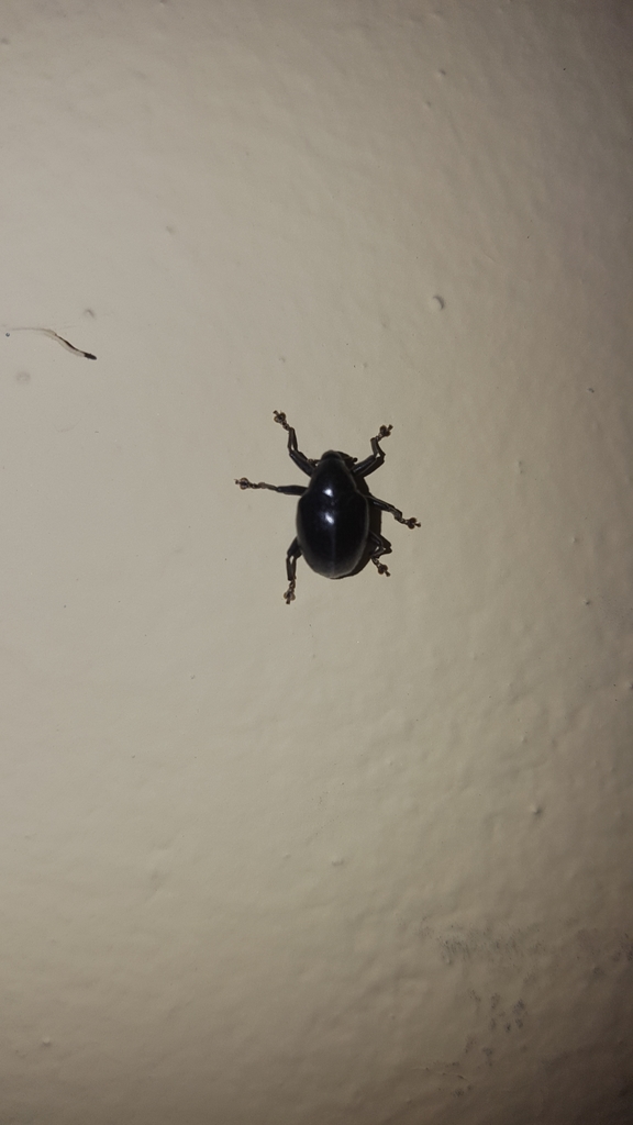 Cleogonus distinctus