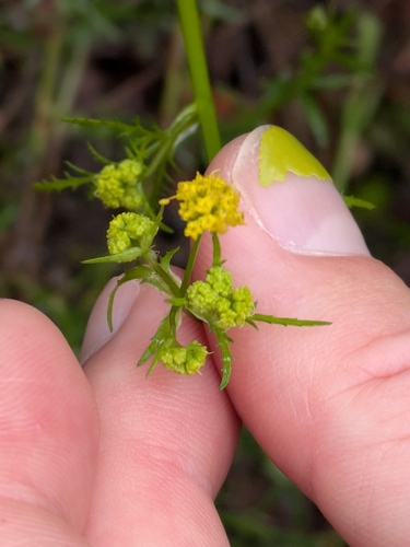 Image of Sanicula tuberosa by (c) James C. Davis, some rights reserved (CC BY-SA)