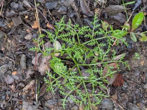 Image of Sanicula tuberosa by (c) James C. Davis, some rights reserved (CC BY-SA)