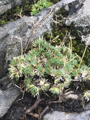 Draba aizoides