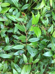Leucothoe