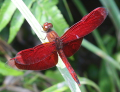 Neurothemis ramburii