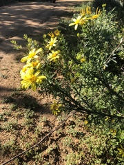 Osteospermum spinosum