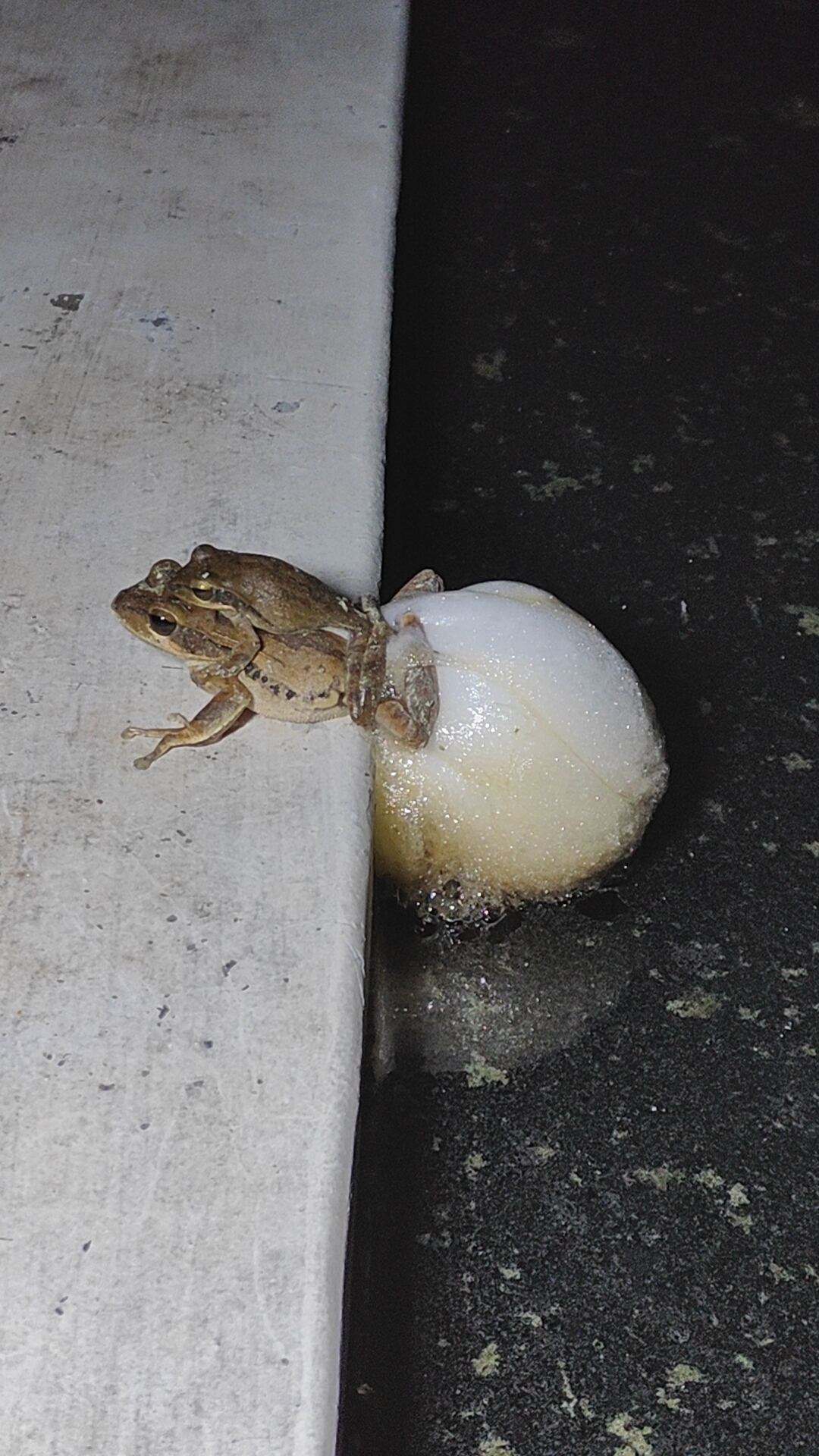 Big-Headed Whipping Frog