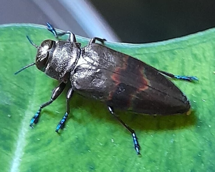 Actenodes hopfneri