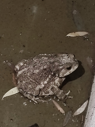 Asiatic Toad