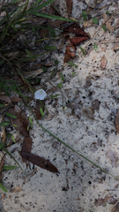 Evolvulus sericeus