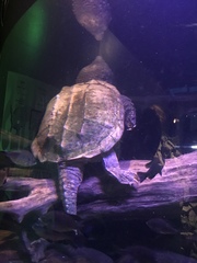 Macrochelys