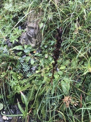 Pedicularis ascendens