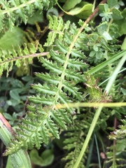 Pedicularis ascendens