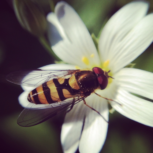 Parasyrphus lineolus