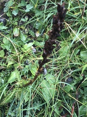Pedicularis ascendens