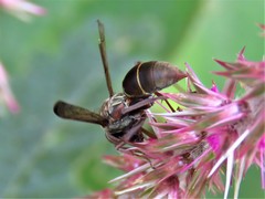 Polistes tenellus
