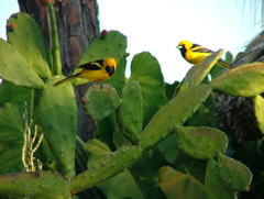 Icterus mesomelas