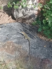 Aspidoscelis stictogrammus