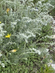 Artemisia alpina