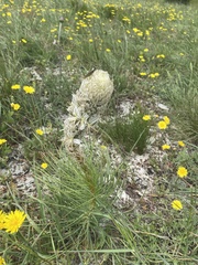 Asphodeline taurica, photograph (c) Илья Руденко, some rights reserved (CC BY)