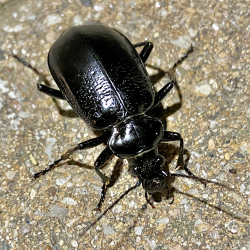 Wrinkle-winged Calosoma photo 4