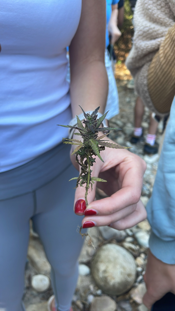 Cannabis sativa