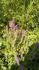 Lythrum salicaria