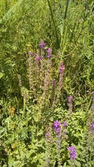 Lythrum salicaria