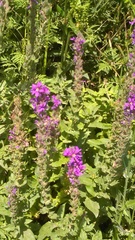 Lythrum salicaria