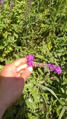 Lythrum salicaria