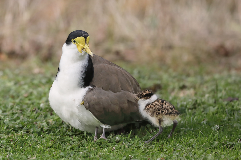 Masked Lapwing