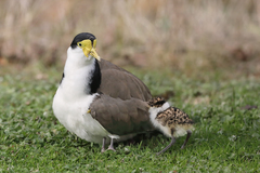 Masked Lapwing photo 6
