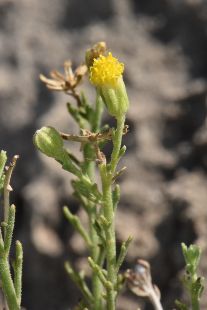 Three-lobed Rockdaisy