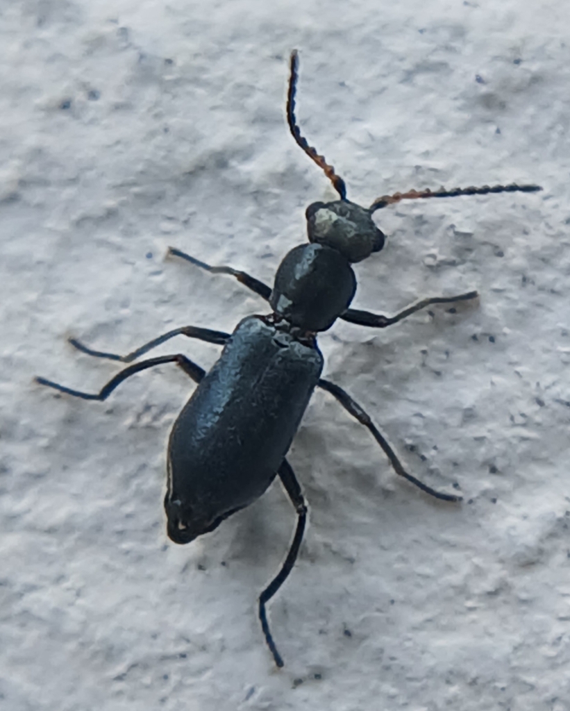 Charopus concolor