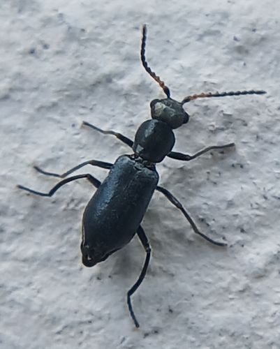 Charopus concolor