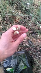 Xeropicta derbentina