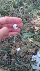 Xeropicta derbentina