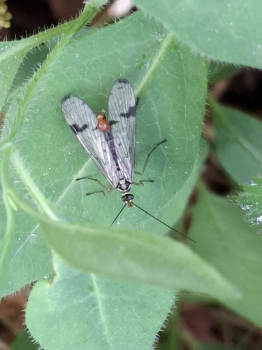 Common European Scorpionfly, 6964 BG Hall, Nederland, photo 6 of 10