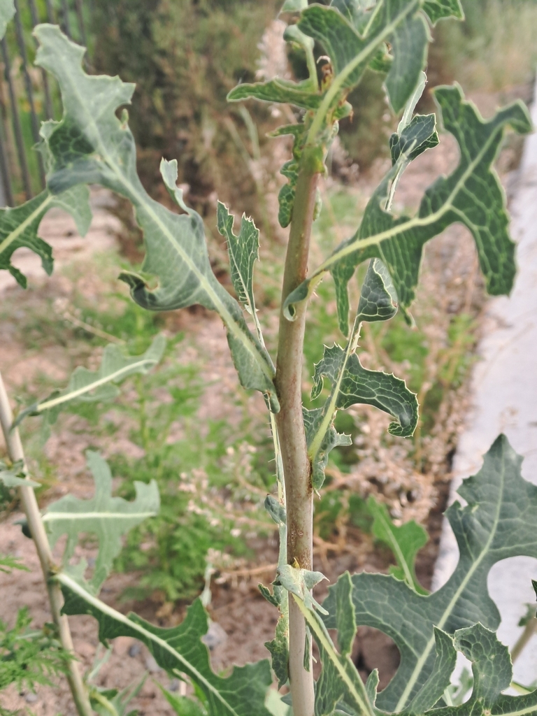 Lactuca sativa