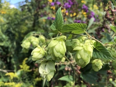 Humulus