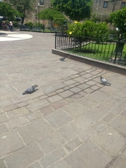 Columba livia domestica