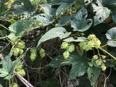 Humulus