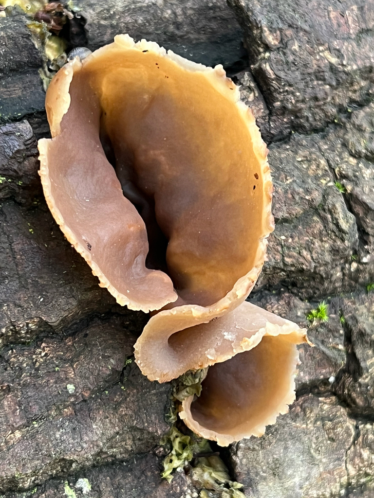 layered cup