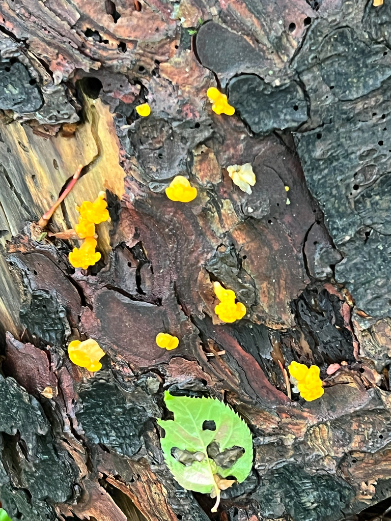 Orange Jelly Spot
