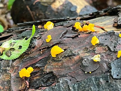 Orange Jelly Spot