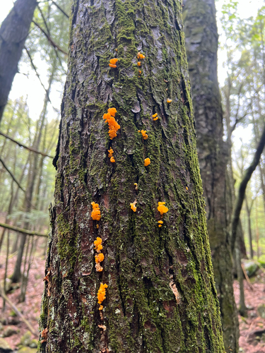 Orange Jelly Spot